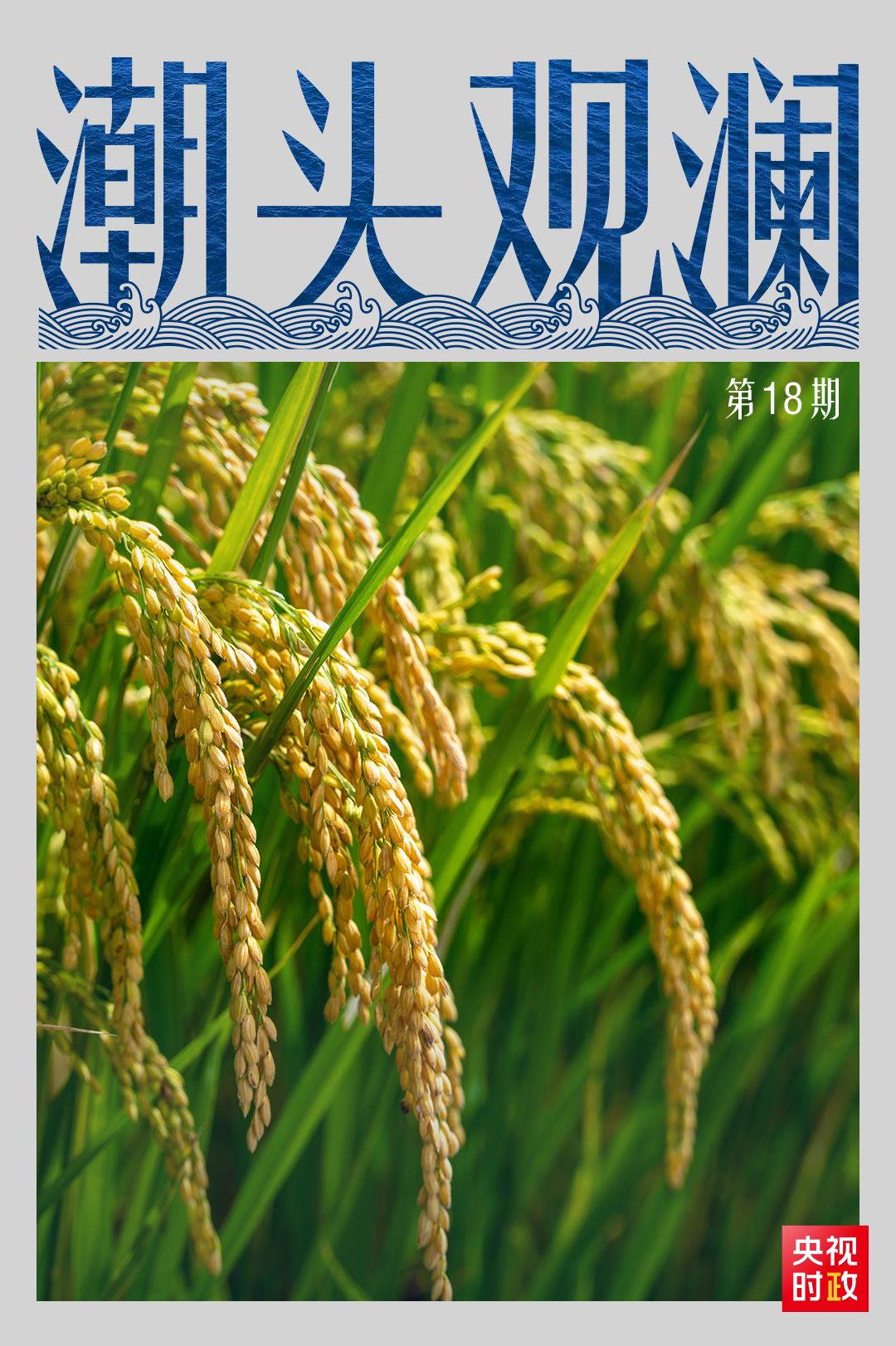 潮頭觀瀾丨小小種子 攸關(guan) 國脈