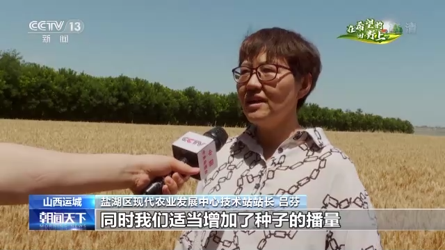 在希望的田野上·三夏時節丨抓緊搶收晚播小麥 確保顆粒歸倉(cang) 