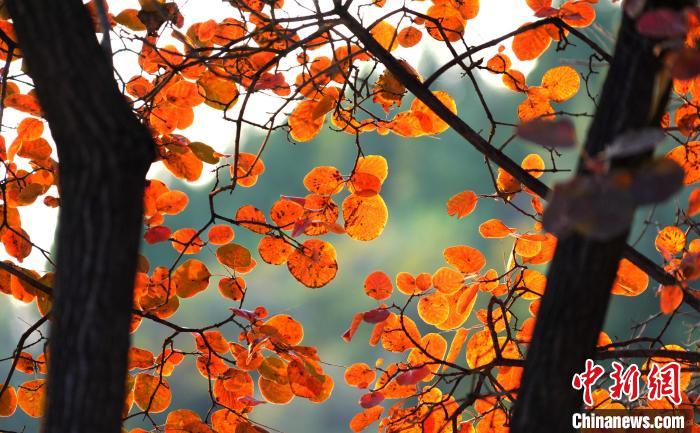 山東(dong) 沂南：漫山紅葉醉遊人