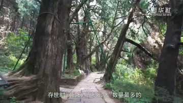 習(xi) 近平講述的故事｜青蒼簇擁越千年
