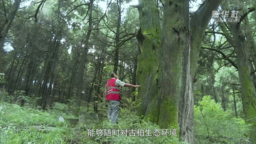 習(xi) 近平講述的故事｜青蒼簇擁越千年