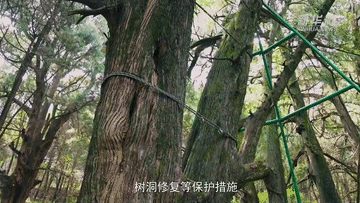 習(xi) 近平講述的故事｜青蒼簇擁越千年