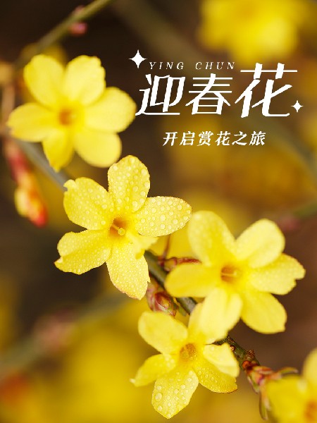 追花指南第二期！京城三月裏最撩人的玉蘭(lan) 觀賞地