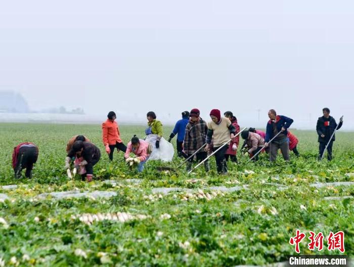 蔬菜基地工人正搶抓農(nong) 時采收蘿卜。　 汪澤民 攝