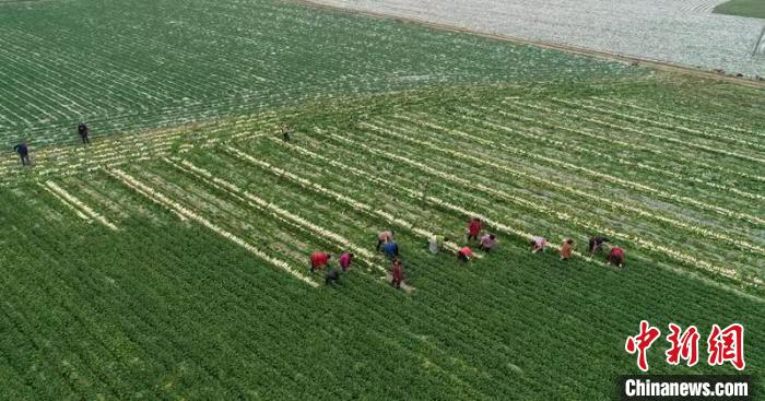 蔬菜基地工人正搶抓農(nong) 時采收蘿卜。　 彭聖洲 攝