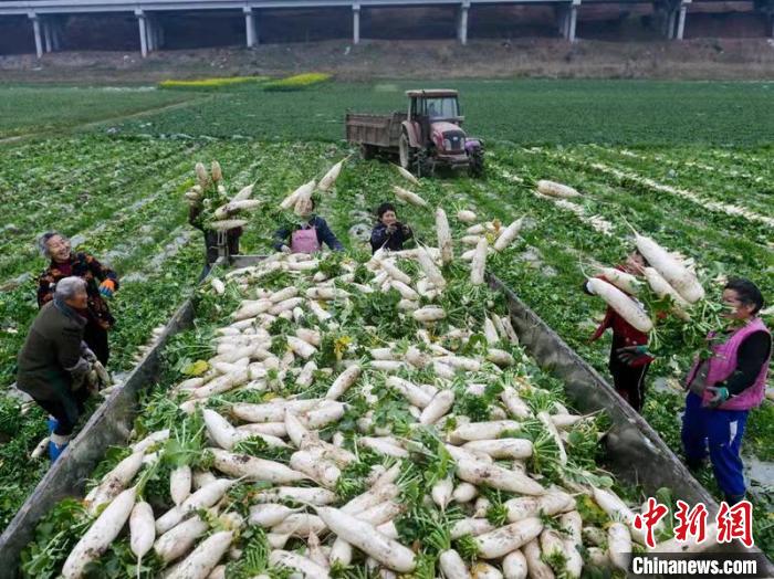 蔬菜基地工人正搶抓農(nong) 時采收蘿卜。　 汪澤民 攝