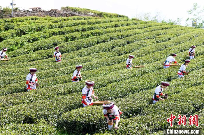 眾(zhong) 多白族村民身著民族服飾走進茶園采摘。　楊華峰 攝