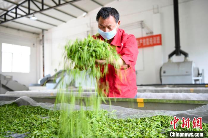 村民將茶葉攤青晾幹。　楊華峰 攝