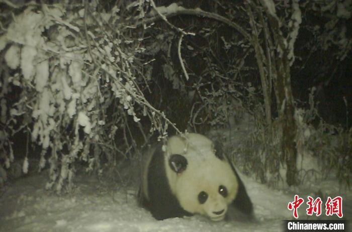 四川寶興(xing) ：野生大熊貓在雪地中“賣萌”