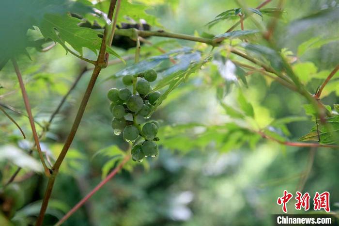 野生動物在北京：如何築牢生物多樣性“保護網”？