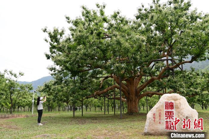 河北寬城：長城腳下千樹萬(wan) 樹“栗”花開