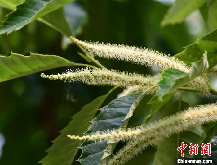 毛茸茸的栗花。　郝雲(yun) 崎 攝
