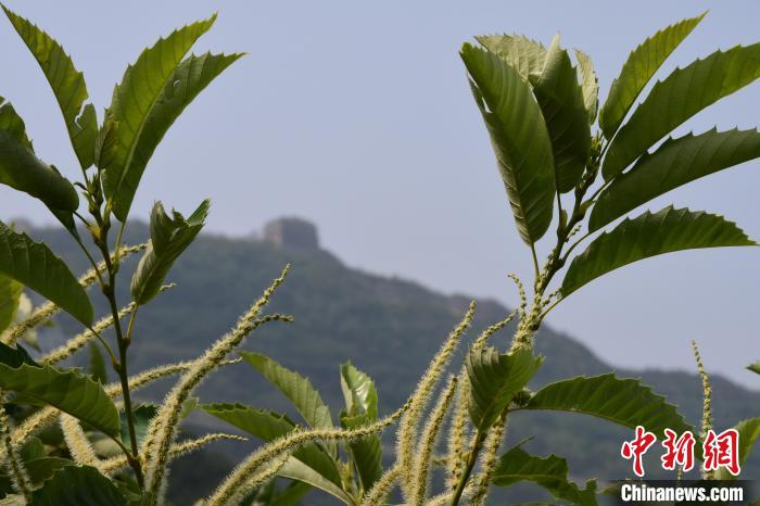 長城腳下，“栗”花盛開。　郝雲(yun) 崎 攝