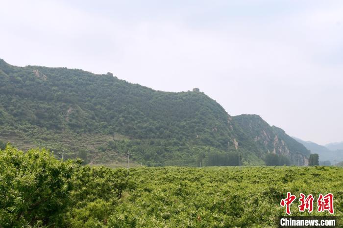 長城腳下萬(wan) 畝(mu) 栗花綻放，散發出淡淡清香。　郝雲(yun) 崎 攝
