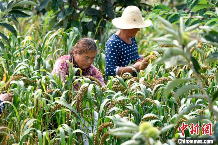 農(nong) 民正在栗樹下采收成熟穀子。　趙亮 攝