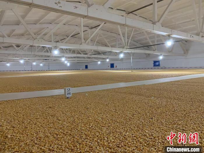 倉(cang) 內(nei) 清涼幹爽、遍地金黃，上千平方米的糧食盡收眼底。　王惠琳 攝