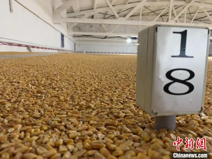 數千噸的小麥、玉米如同一塊塊被“切平”的巨型蛋糕“鑲嵌”在地麵上。　王惠琳 攝