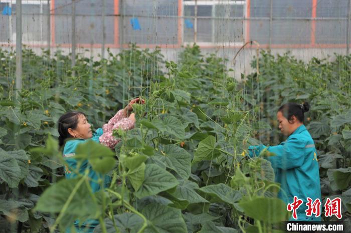 在一農(nong) 企的蔬菜大棚內(nei) ，拿山鎮溝邊村洲頭組村民羅梅華和工友給黃瓜人工授粉。　劉力鑫 攝