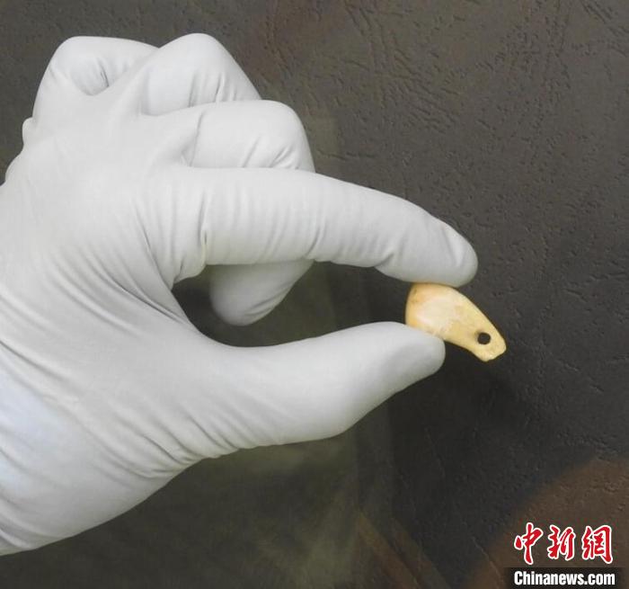 打孔鹿牙墜飾提取DNA後(圖片來自馬克斯·普朗克演化人類學研究所)。　施普林格·自然 供圖
