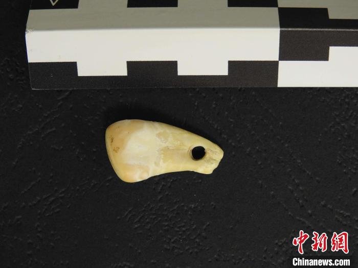 在南西伯利亞(ya) 丹尼索瓦洞發現的打孔鹿牙墜飾(圖片來自馬克斯·普朗克演化人類學研究所)。　施普林格·自然 供圖