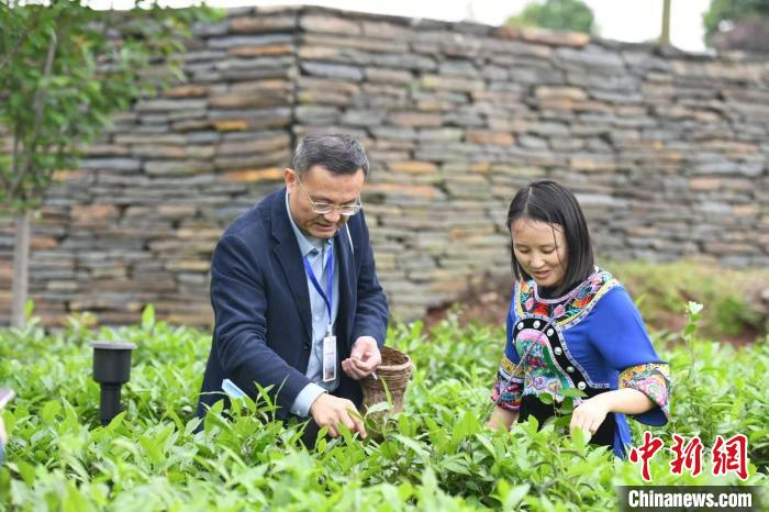 東(dong) 盟國家媒體(ti) 記者在辰龍關(guan) 茶園采茶。　楊華峰 攝