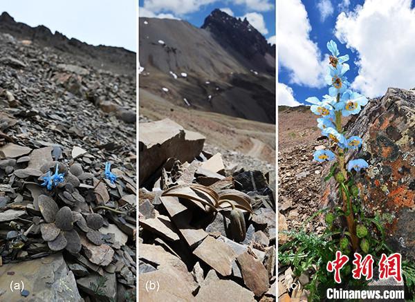 研究揭示：偽(wei) 裝植物“更矮”且身高與(yu) 海拔“關(guan) 係不大”