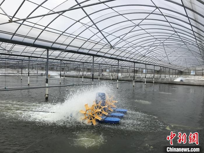 南美白對蝦養(yang) 殖基地。　象山蝦蟹科技小院供圖