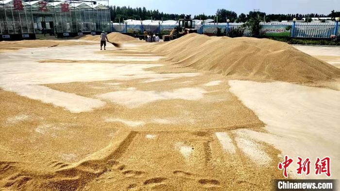 山東(dong) 多地政府大院開放曬糧確保小麥“輕裝”入囤