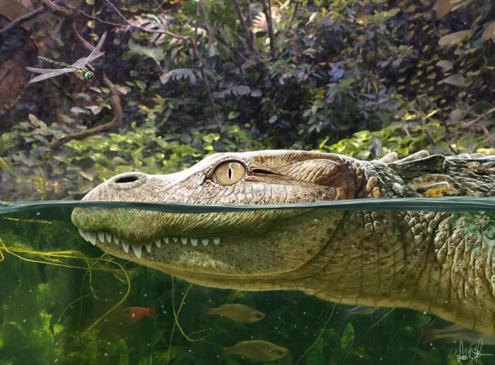 Alligator munensis藝術複原圖(圖片來自Márton Szabó)。　施普林格·自然 供圖