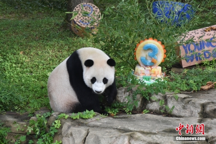 當地時間8月21日，旅美大熊貓幼崽“小奇跡”迎來3周歲生日。華盛頓國家動物園給“小奇跡”舉(ju) 辦了“生日派對”，眾(zhong) 多遊客前來給“小奇跡”慶生。<a target='_blank' href='https://www.easyfundingllc.com/'><p  align=