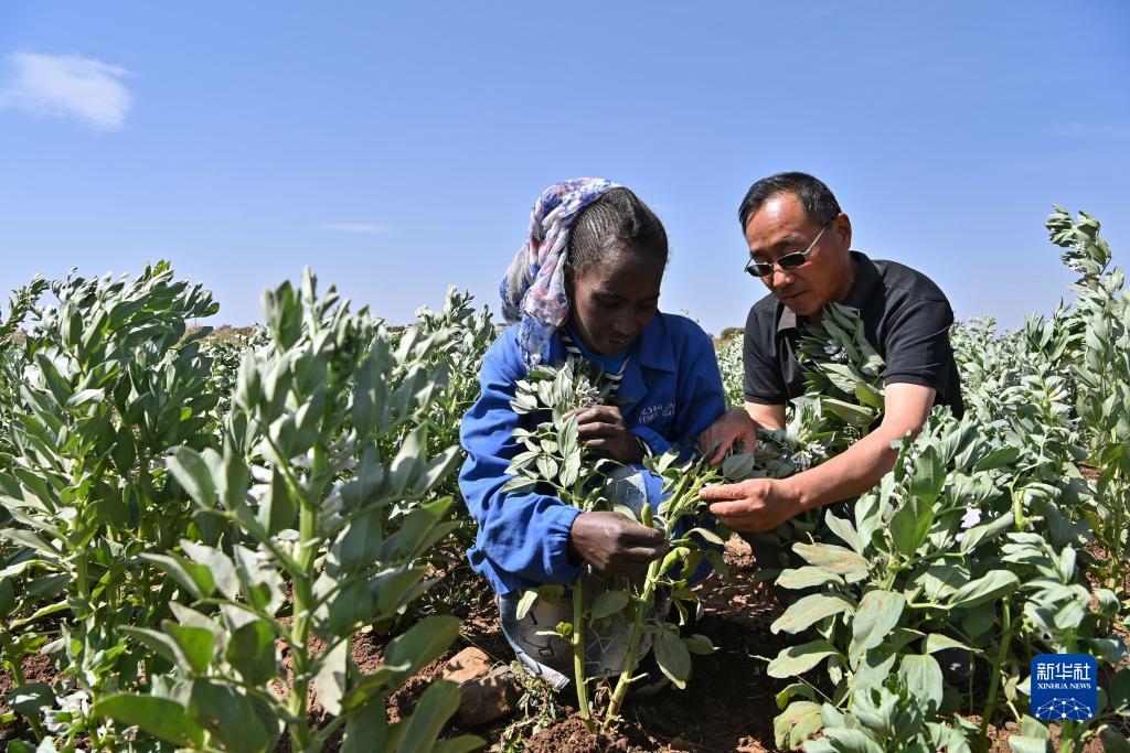 9月27日，在位於(yu) 厄立特裏亞(ya) 阿斯馬拉的農(nong) 業(ye) 技術援助項目示範地，中國援厄第三期高級農(nong) 業(ye) 專(zhuan) 家組豆類作物專(zhuan) 家劉運民（右）指導當地農(nong) 戶進行蠶豆作物的田間管理。新華社記者 韓旭 攝