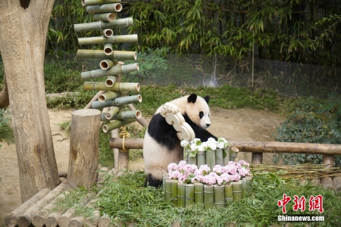 資料圖：旅韓大熊貓“福寶”。<a target='_blank' href='https://www.easyfundingllc.com/'><p  align=