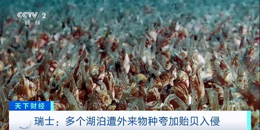 瑞士多個(ge) 湖泊遭外來物種誇加貽貝入侵 生態係統與(yu) 基礎設施遭破壞