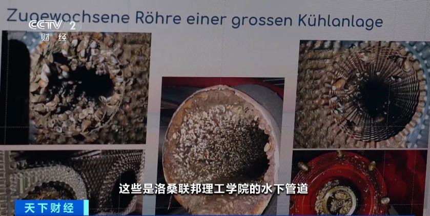 瑞士多個(ge) 湖泊遭外來物種誇加貽貝入侵 生態係統與(yu) 基礎設施遭破壞