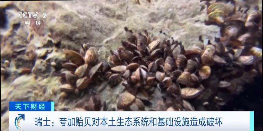 瑞士多個(ge) 湖泊遭外來物種誇加貽貝入侵 生態係統與(yu) 基礎設施遭破壞