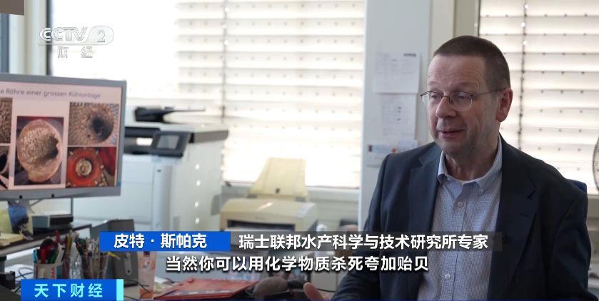 瑞士多個(ge) 湖泊遭外來物種誇加貽貝入侵 生態係統與(yu) 基礎設施遭破壞