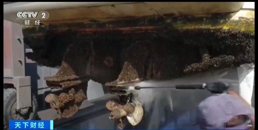 瑞士多個(ge) 湖泊遭外來物種誇加貽貝入侵 生態係統與(yu) 基礎設施遭破壞