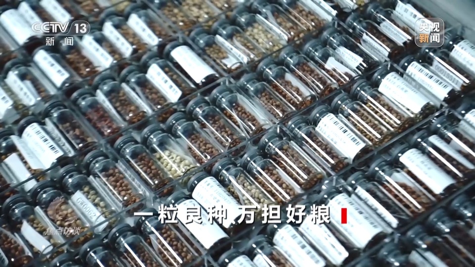 焦點訪談丨一粒良種 萬(wan) 擔好糧 探索農(nong) 作物高產(chan) 高質“新密碼”