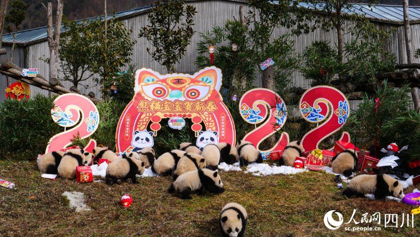熊貓寶寶賀新春、迎冬奧。李傳(chuan) 有攝