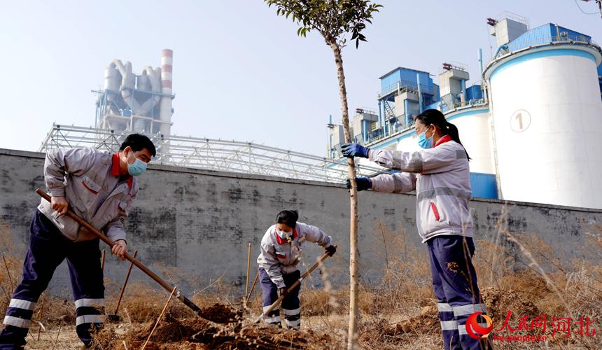 邢台金隅職工在石邢公路沿線植樹。 宋繼昌攝