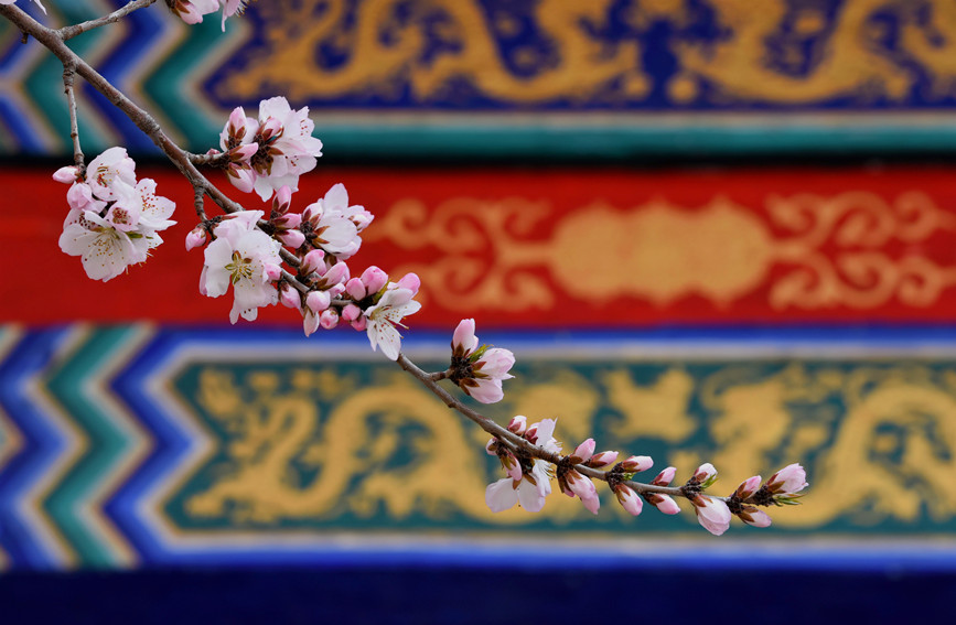 “雲(yun) ”賞桃花相映紅。紅橋區委宣傳(chuan) 部供圖