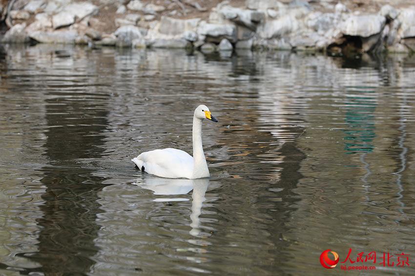 北京動物園水禽湖上，水鳥遊弋其中，傳(chuan) 遞春的消息。人民網 尹星雲(yun) 攝