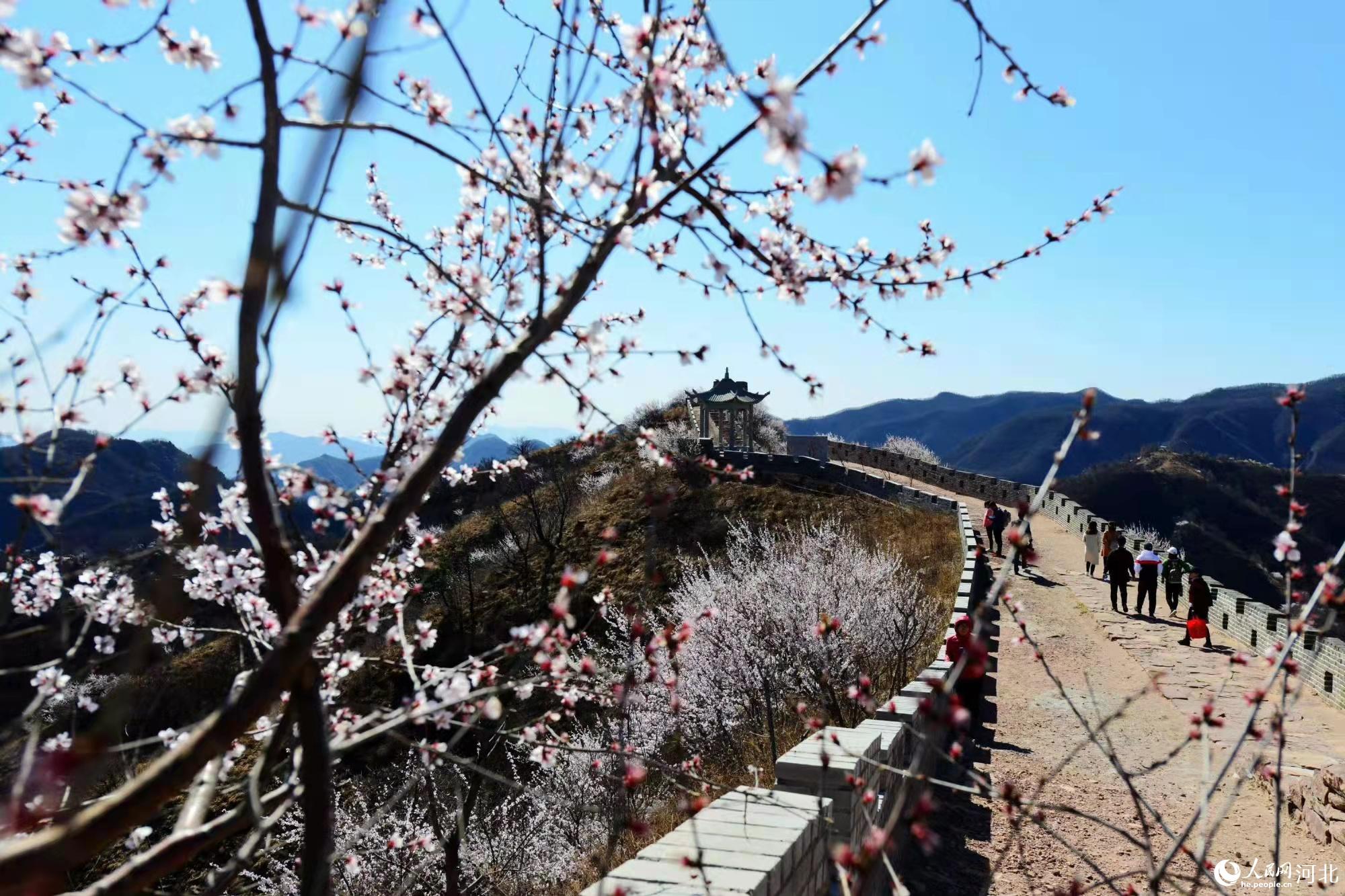 邢台九龍峽景區鮮花盛開。 馬健攝