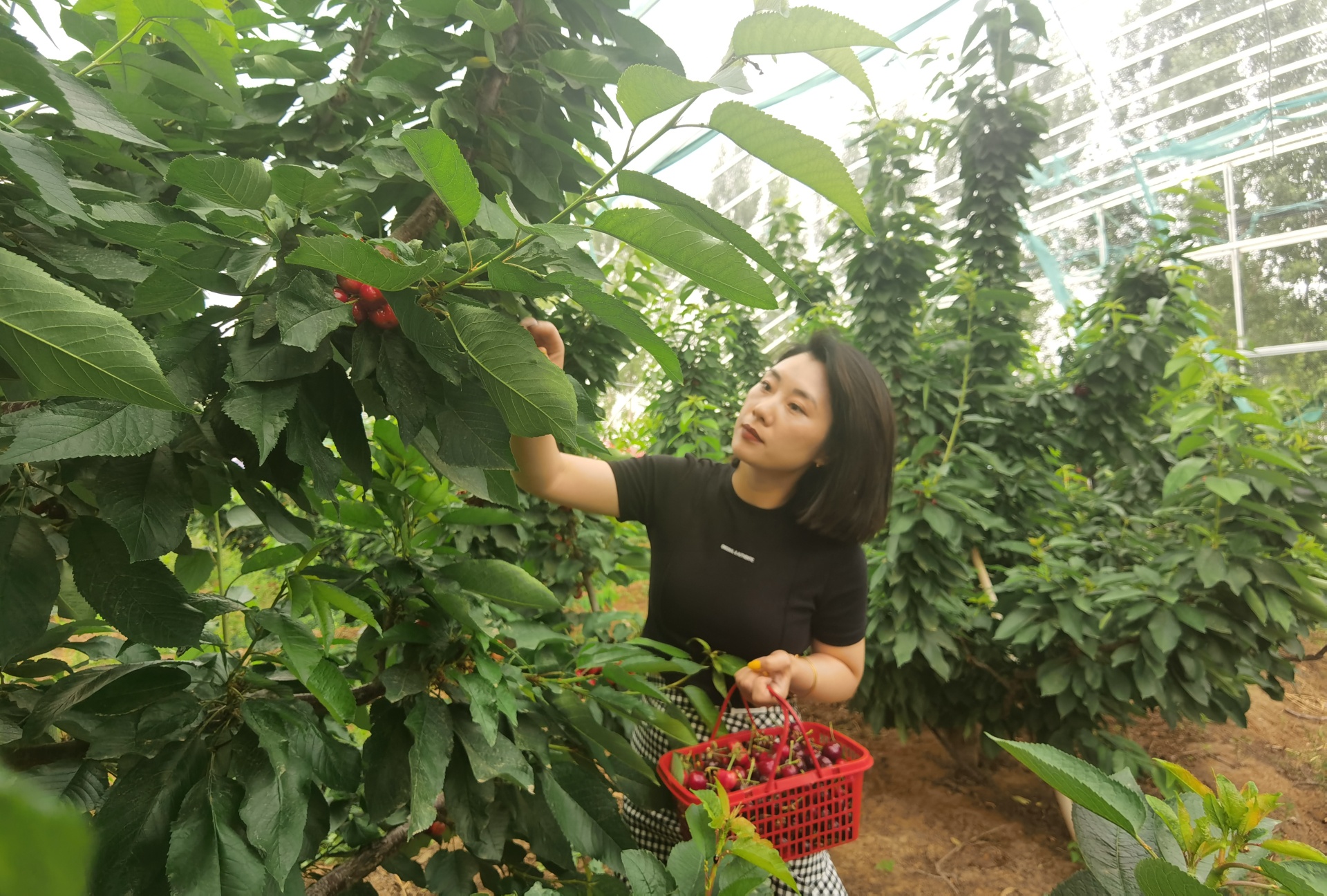 穿行林間，遊客摘下一串串“紅瑪瑙”，感受鄉(xiang) 村別樣風景。 劉柯旋攝