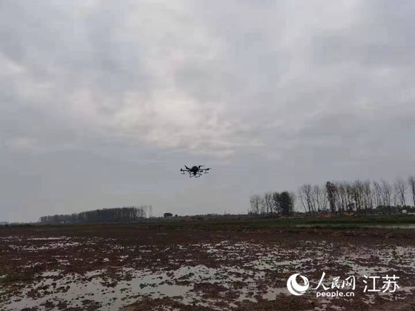勝利圩高標準農(nong) 田進行無人機水稻播種。陽江鎮供圖