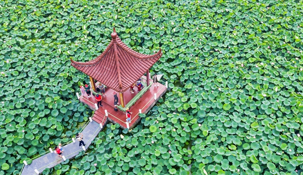 圖為(wei) 金湖萬(wan) 畝(mu) 荷花蕩。陳義(yi) 寶攝