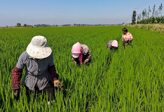 7月15日，農(nong) 民在河北省玉田縣石臼窩鎮王家樓村稻田勞作。 張仁傑攝