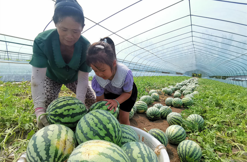 在北辰區雙街鎮的西瓜種植基地內(nei) ，種植農(nong) 戶們(men) 正忙著采收。陳立興(xing) 攝