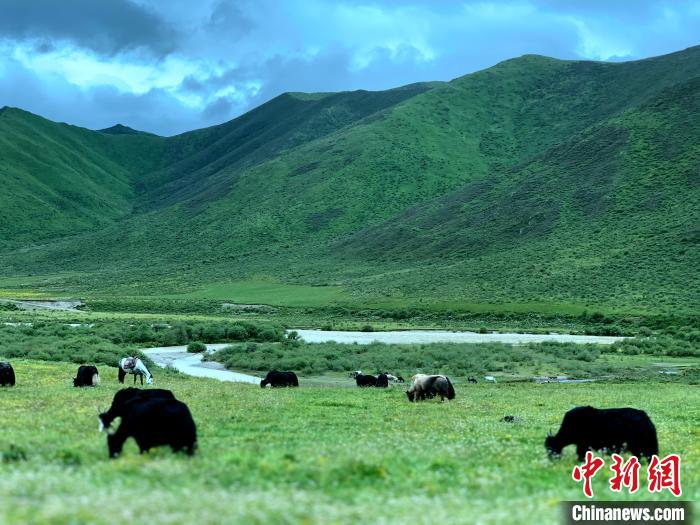 三江源腹地久治生態畜牧業(ye) 發展帶動牧民增收
