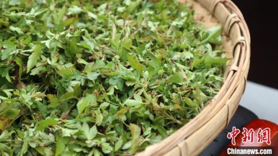 圖為(wei) 班瑪藏雪茶。　孫睿 攝